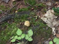 Dickschaliger Kartoffelbovist